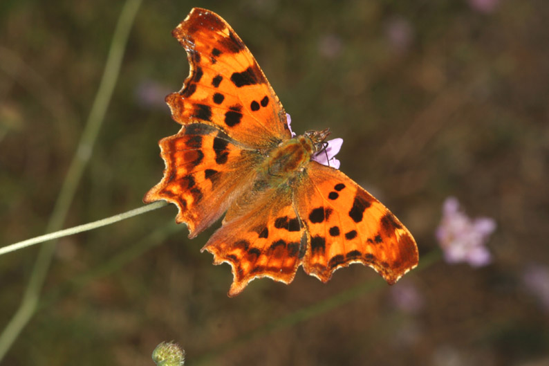 Polygonia c-album